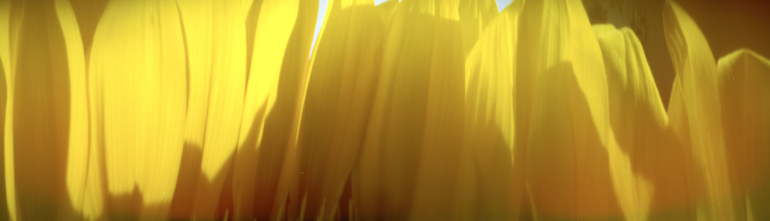 Yellow Petals