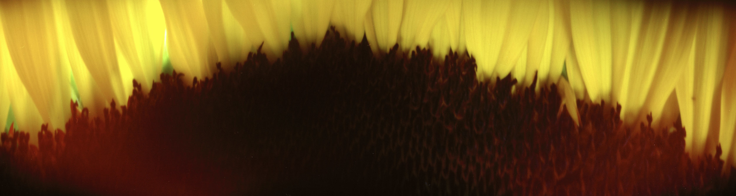 Sunflower 2
