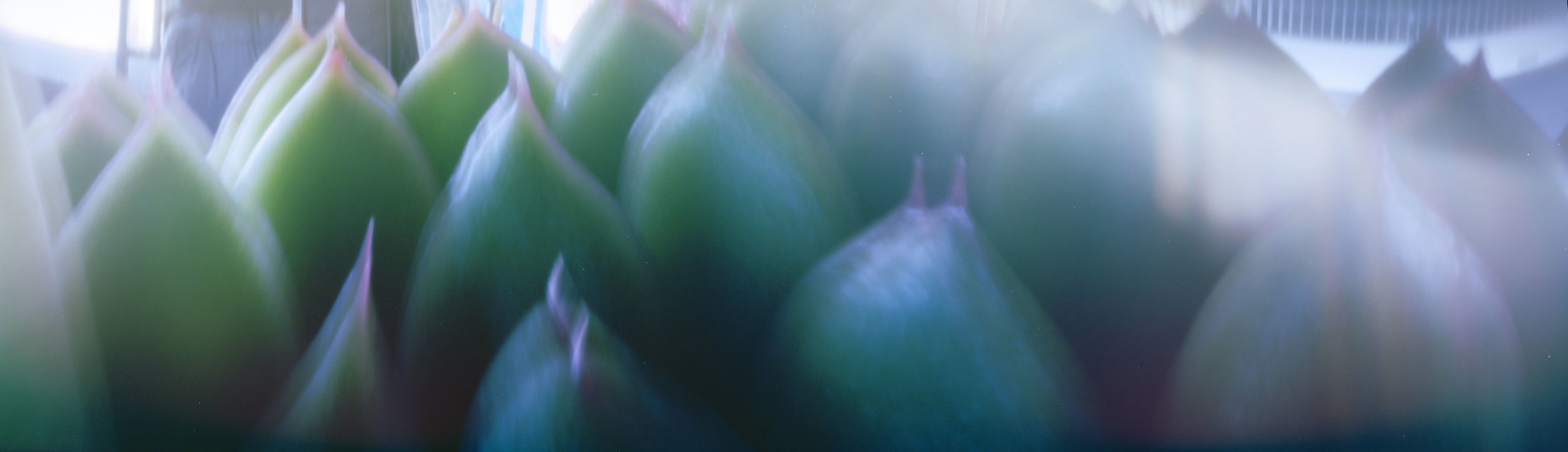 Aloe 3