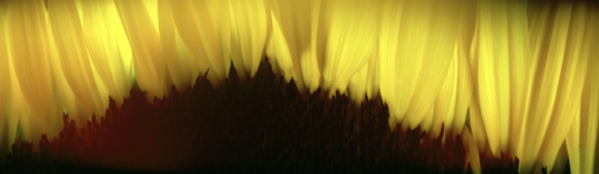 Sunflower (no wind)