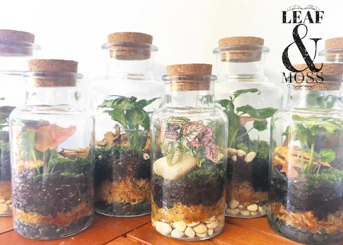 Terrariums-In-A-Bottle starting from $30