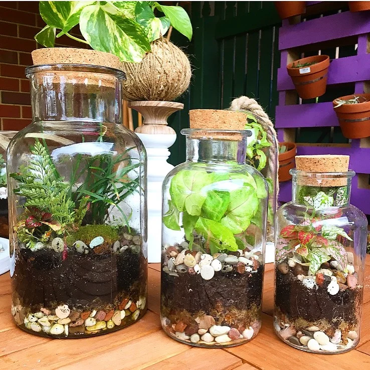Terrarium-In-A-Bottle L:$100 M:$50 S:$30