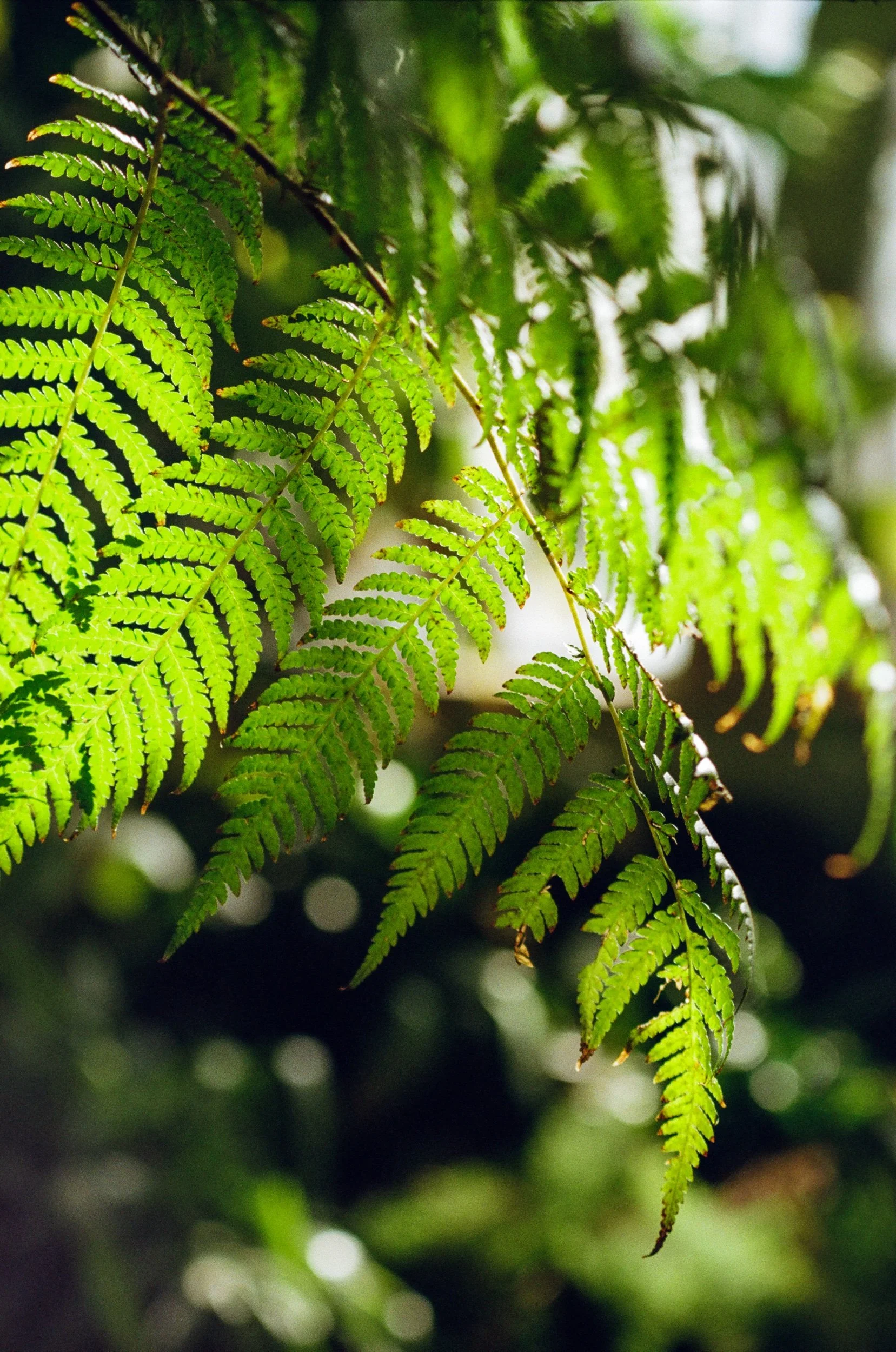 Early 25 Jan Film-01.jpeg