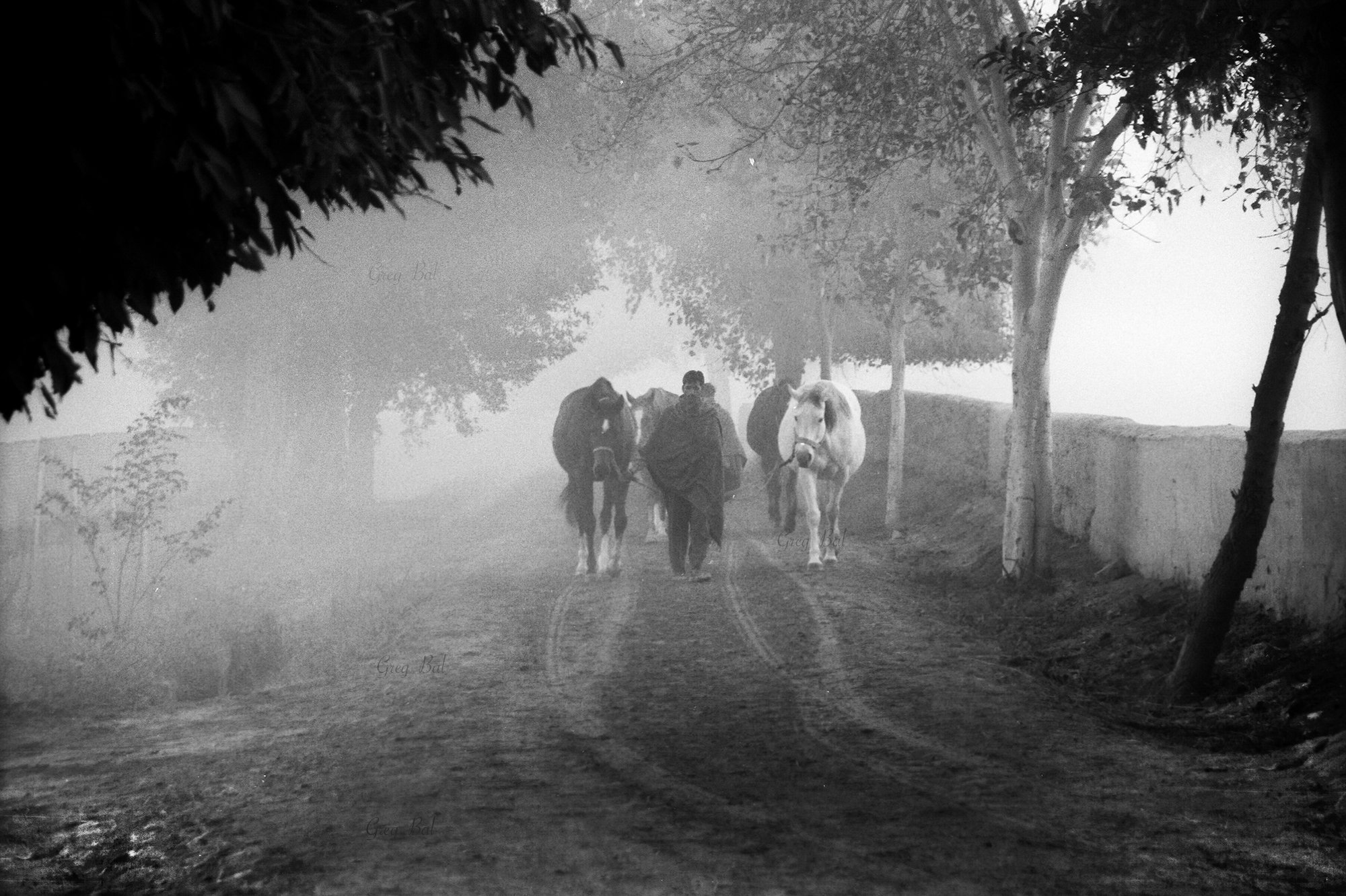 fog horses