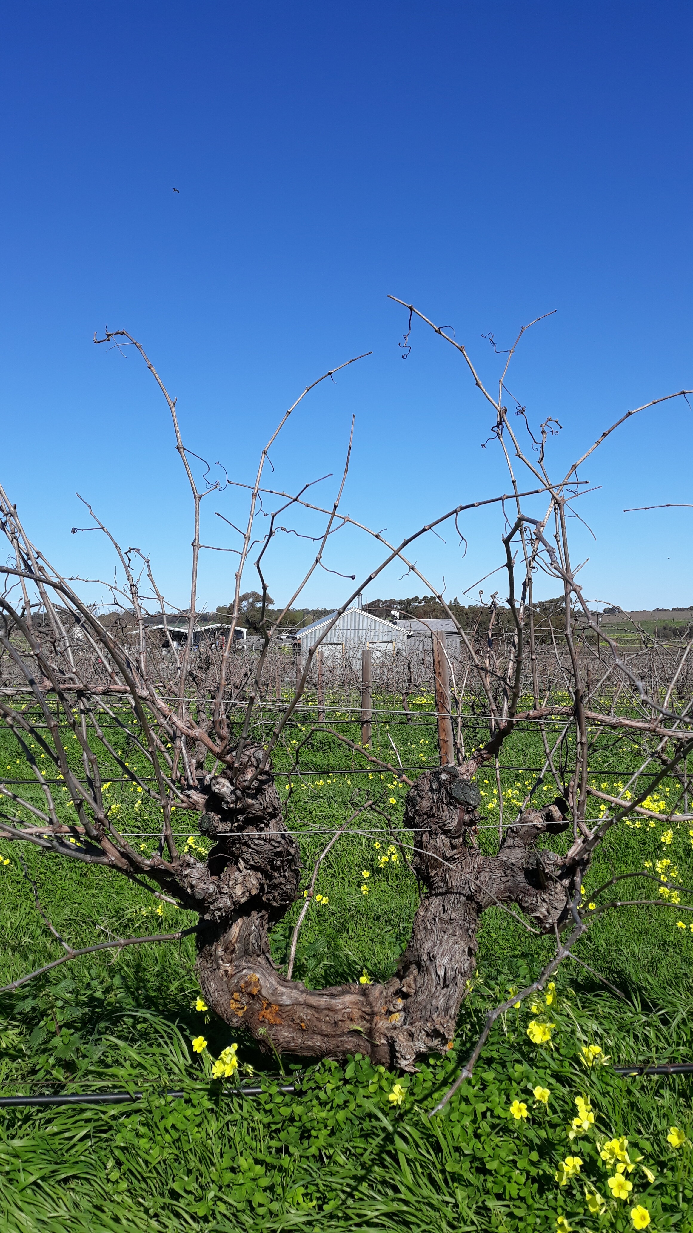 Rod &amp; Spur Old Shiraz Pre-Pruning