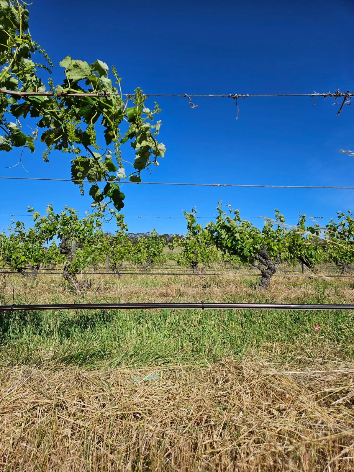 with flowering now upon us in the estate, vintage 2026 is 120 days away