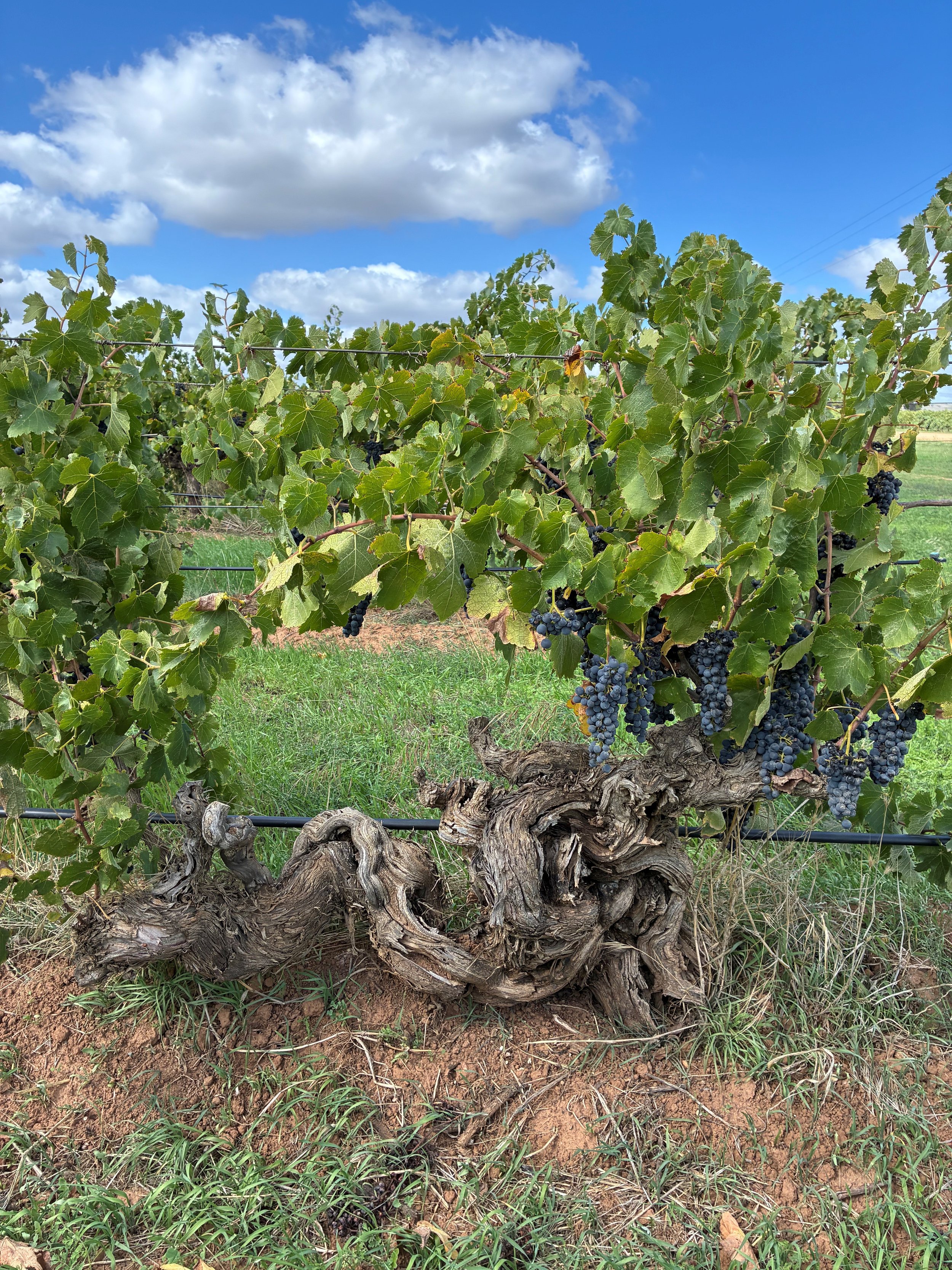 Vintage 2026 - A TRULY GREAT VINTAGE BRINGS BACK MEMORIES OF VINTAGES PAST