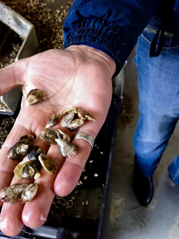 Not just any oyster:  Kusshi Oysters