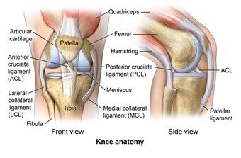 knee anatomy