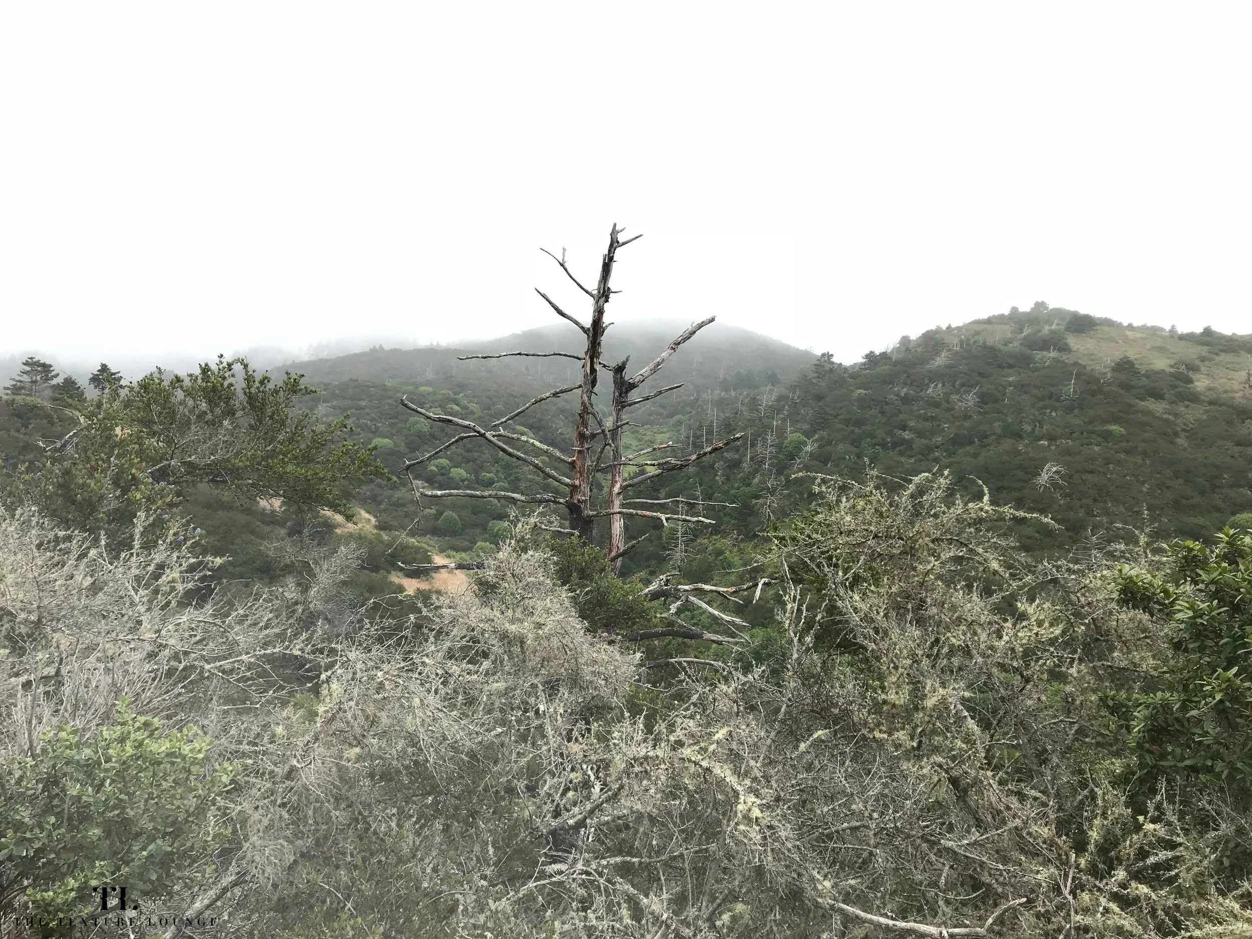 The Coast-Laguna Trail | Point Reyes, CA