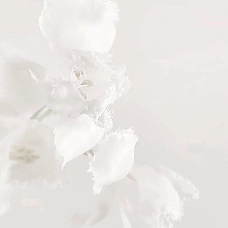 INSPIRATION  white on white, delicate gesture of this natural beauty such an inspiring masterpiece
.
.
.
INSPIRATION  blanc sur blanc, geste d&eacute;licat de cette beaut&eacute; naturelle, un chef-d&rsquo;&oelig;uvre si inspirant 
/
/
/
 #tasyatalit