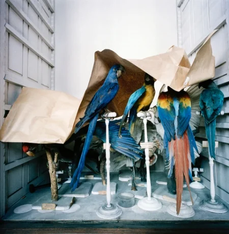 Richard Ross, Museum National D'Histoire Naturelle, Paris, France 1982 1