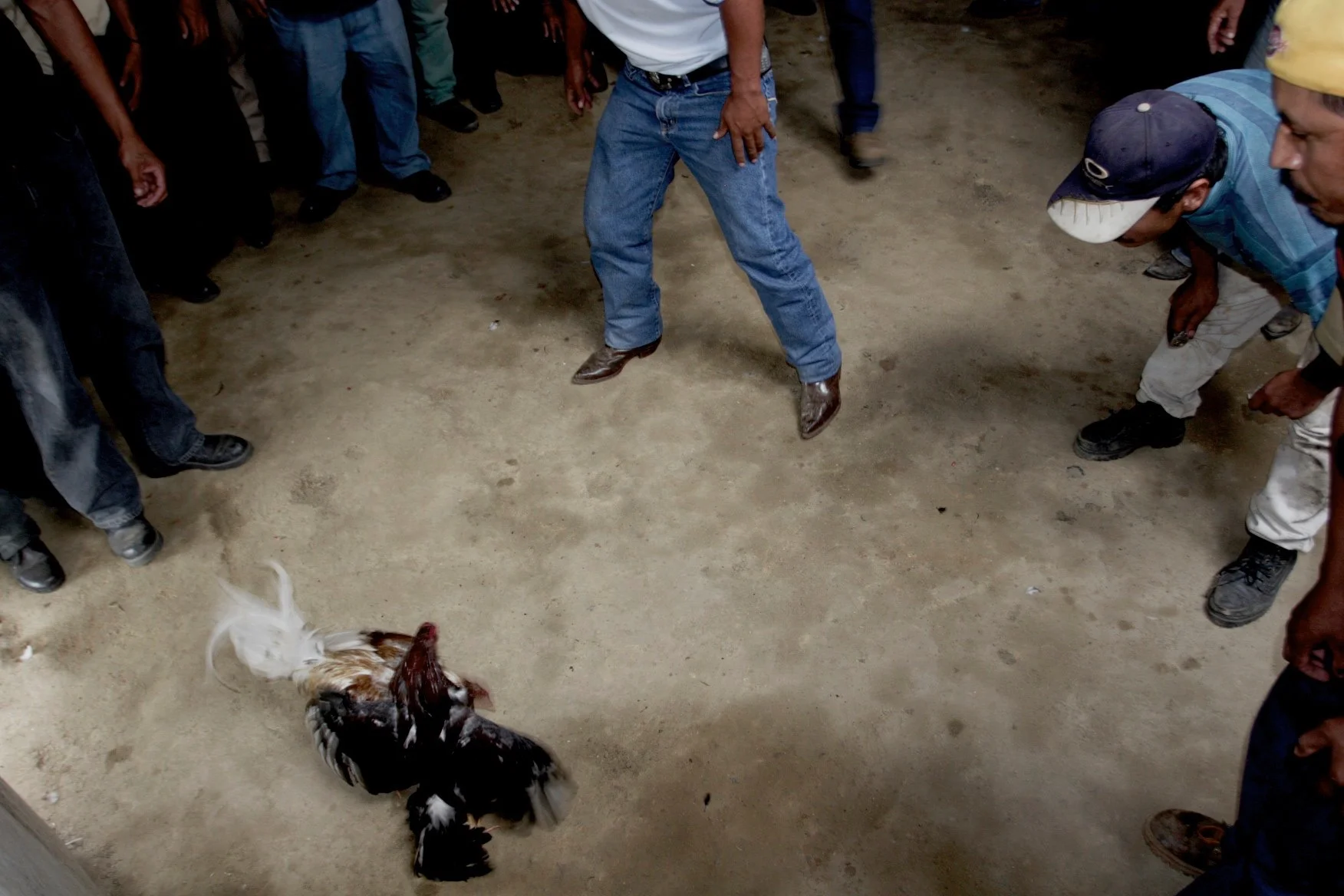 During the fight, the birds follow their instincts and fight over territory.