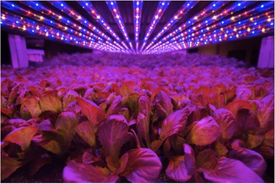 Plants thrive without yellow spectrum lighting at AeroFarms' Newark site.
