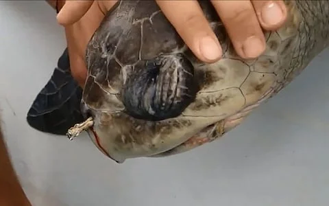 SEA TURTLE.jpg