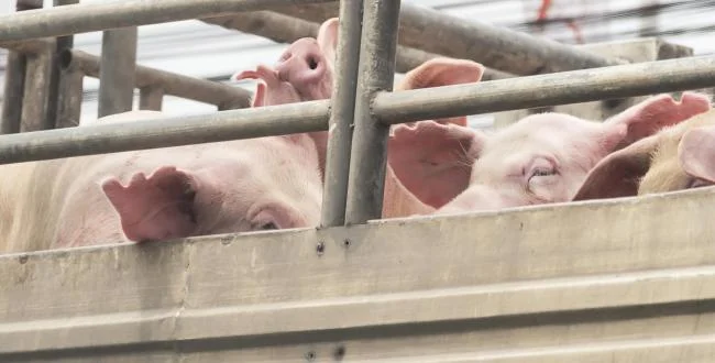 Stop the suffering: ban live exports.