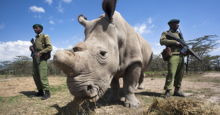 Only surviving male northern white rhino is put under armed guard 24 hours a day. Picture: AP.
