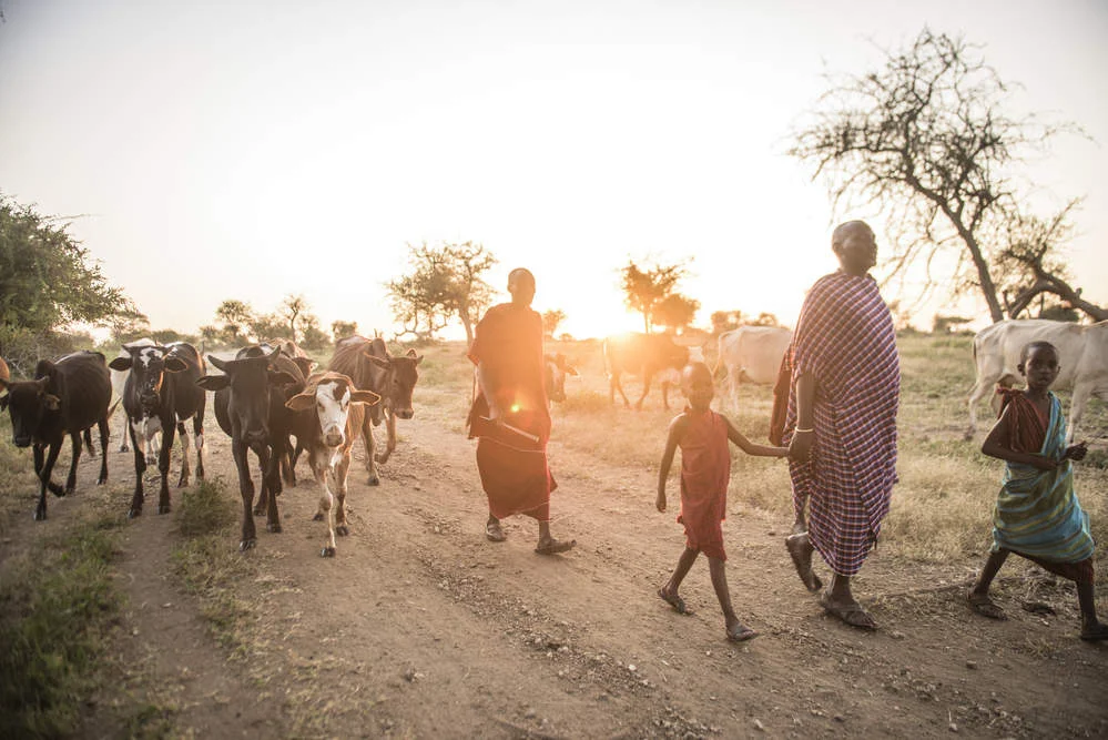 Cows being led to be milked in Tanzania. Natural climate solutions are relevant in every nation in the world, not just those with tropical forests. Photo © Nick Hall