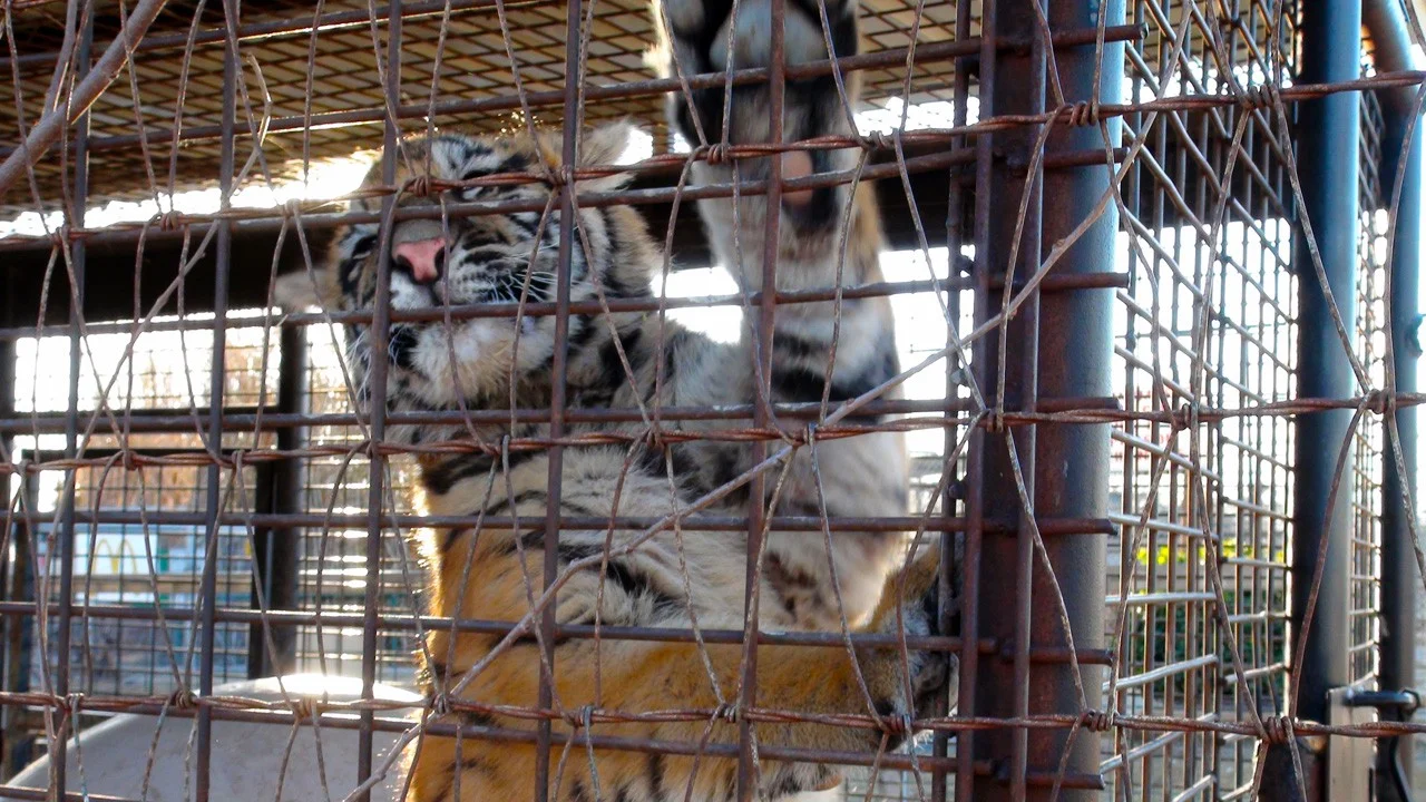 There are more tigers kept as pets than in the wild. Alison captured the tragedy of exotic pet ownership in her series Animal Intervention. Picture: NatGeo. 