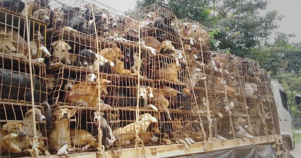 Dogs on their way to slaughter. Picture: Soi Dog.