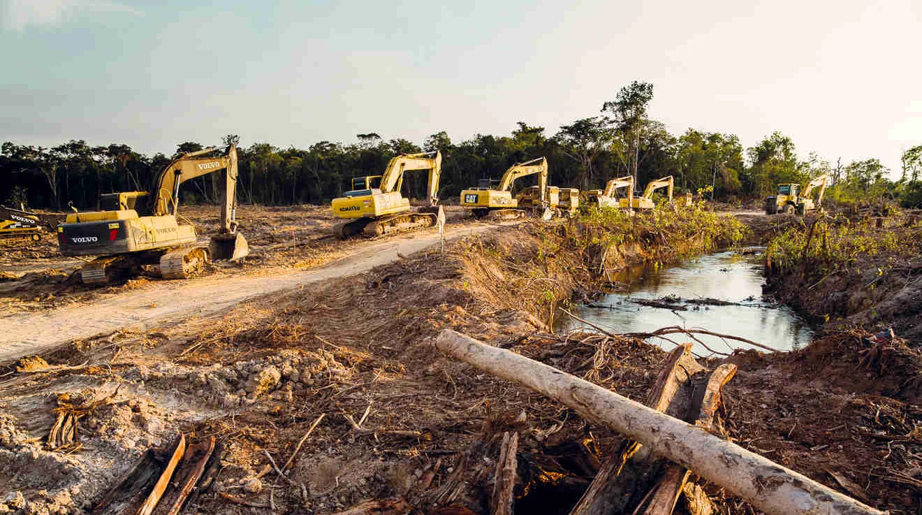 "The problem is that palm oil grows only in areas where the natural vegetation is rainforest or peat forest." Picture: Rainforest Rescue.