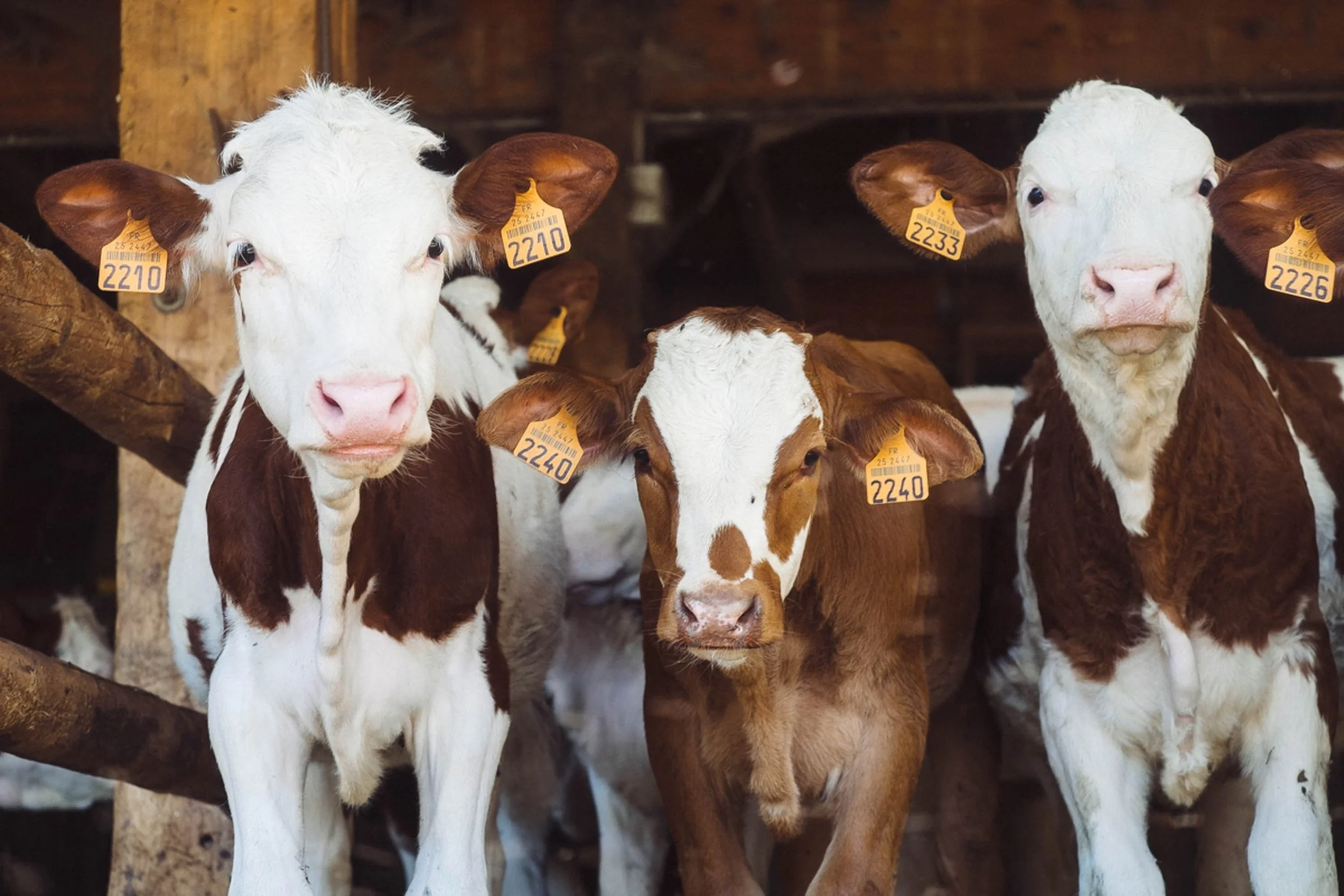 Industrial farming is killing the planet. Picture: Annie Spratt, Unsplash.