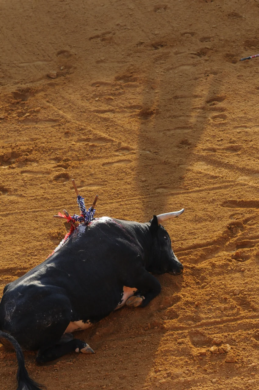 A bull dies after a bullfight in Spain. Picture: Jo-Anne McArthur, We Animals.