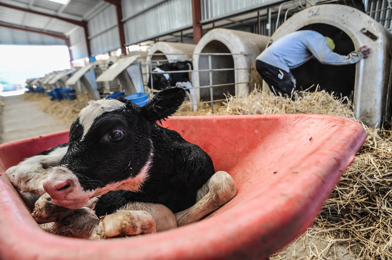 Dairy veal farm in Spain. Picture: Jo-Anne McArthur, We Animals.