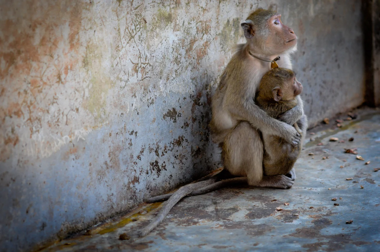 Macaque breeding facility, Laos. Picture: Jo-Anne McArthur, We Animals.