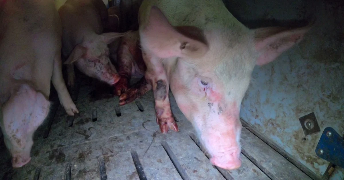 Nearly 15,000 pigs continue to suffer horribly at Hogwood Farm, Warwickshire. Picture: Viva!