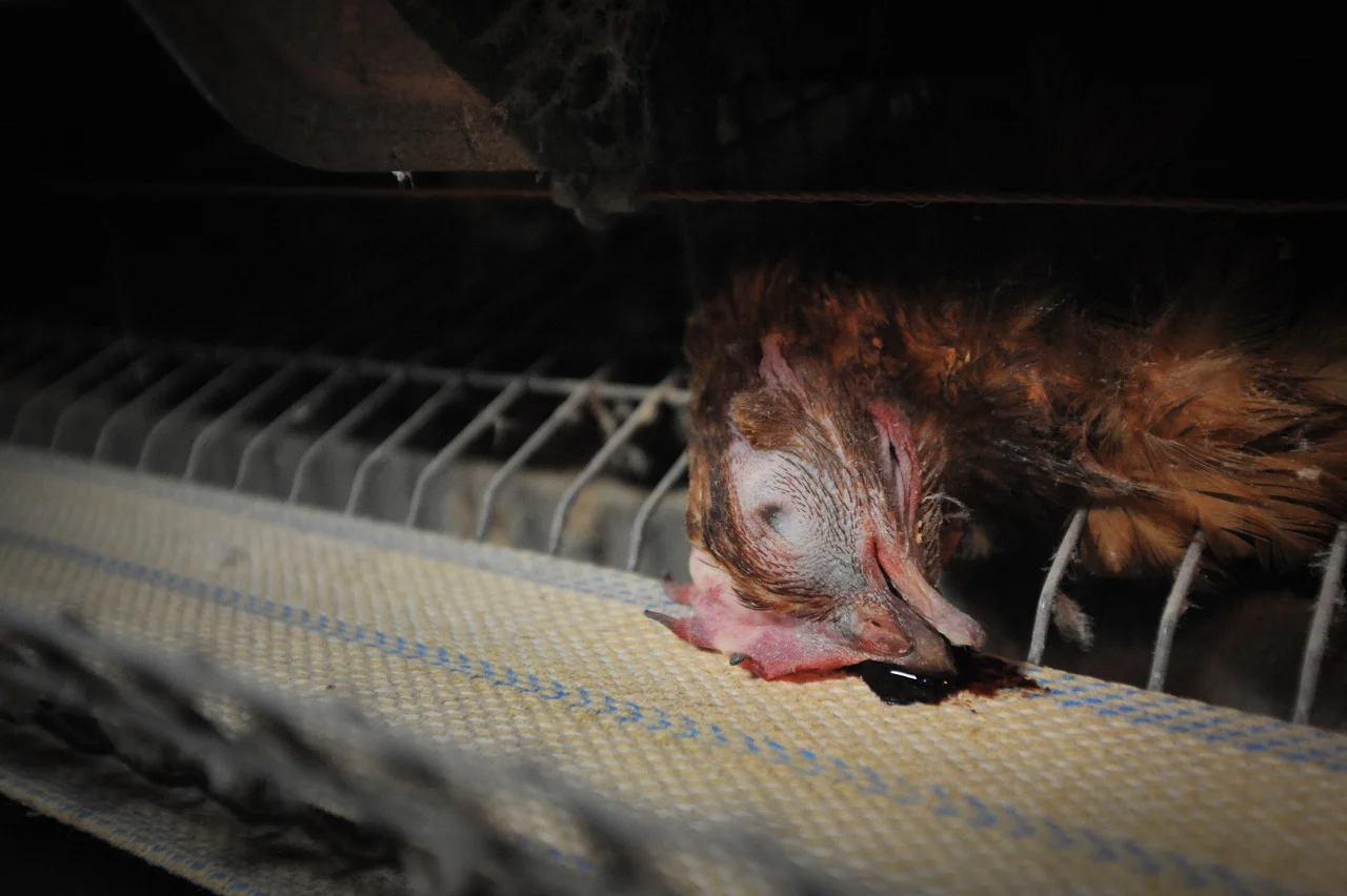 When activists from Animal Equality carried out open rescue for hens in battery cages, they discovered this dead bird with blood pouring out of its beak.. Only five out of 160,000 hens were rescued. Picture: Jo-Anne McArthur, Animal Equality.