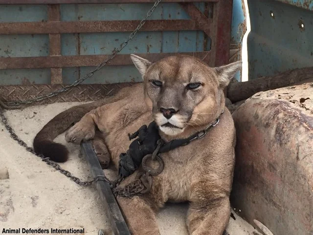 This elderly mountain lion who spent 20 years chained to the back of a truck before he was rescued. Picture: Animal Defenders.