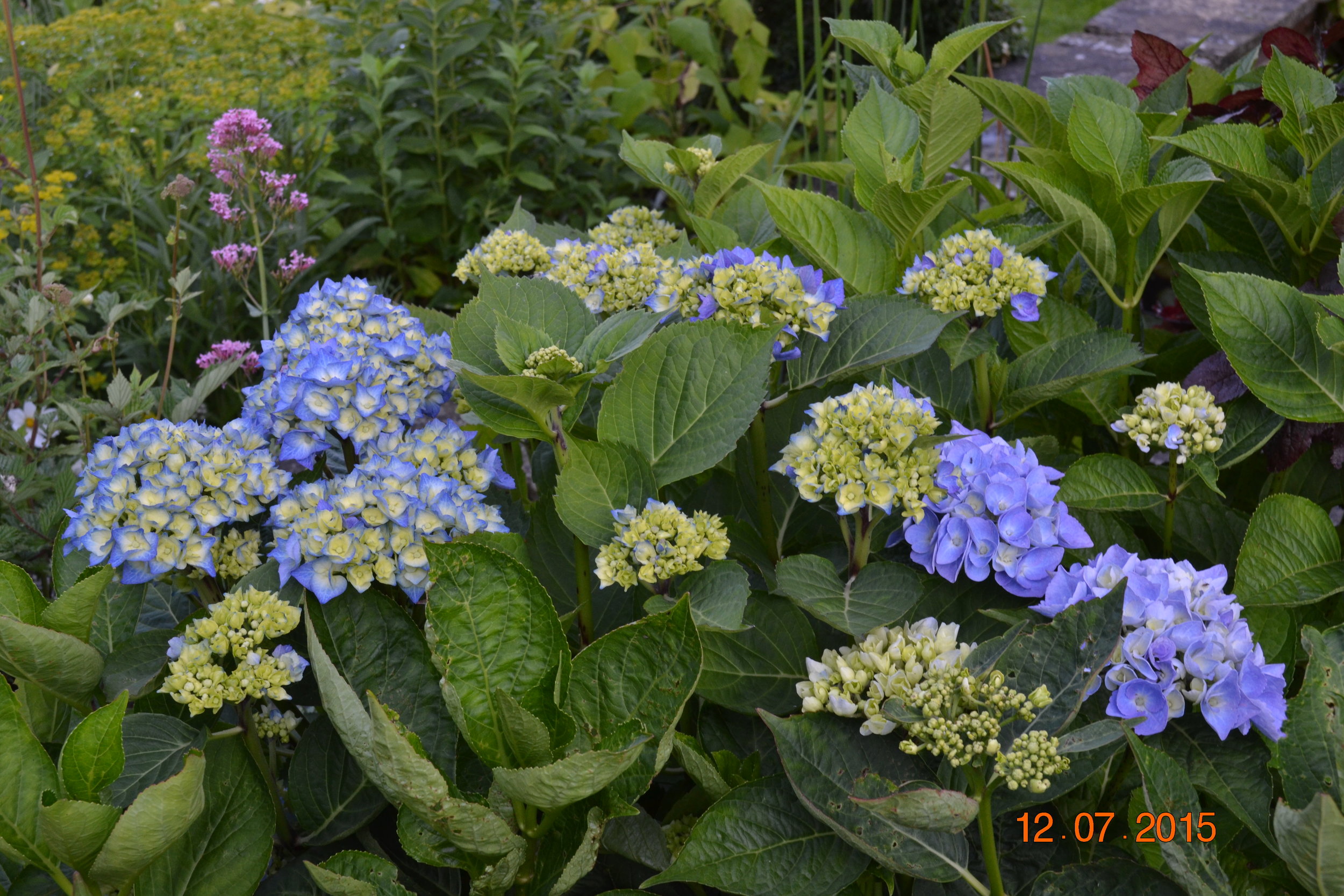 Wales 2015 garden summer flower arranging at home 032.JPG