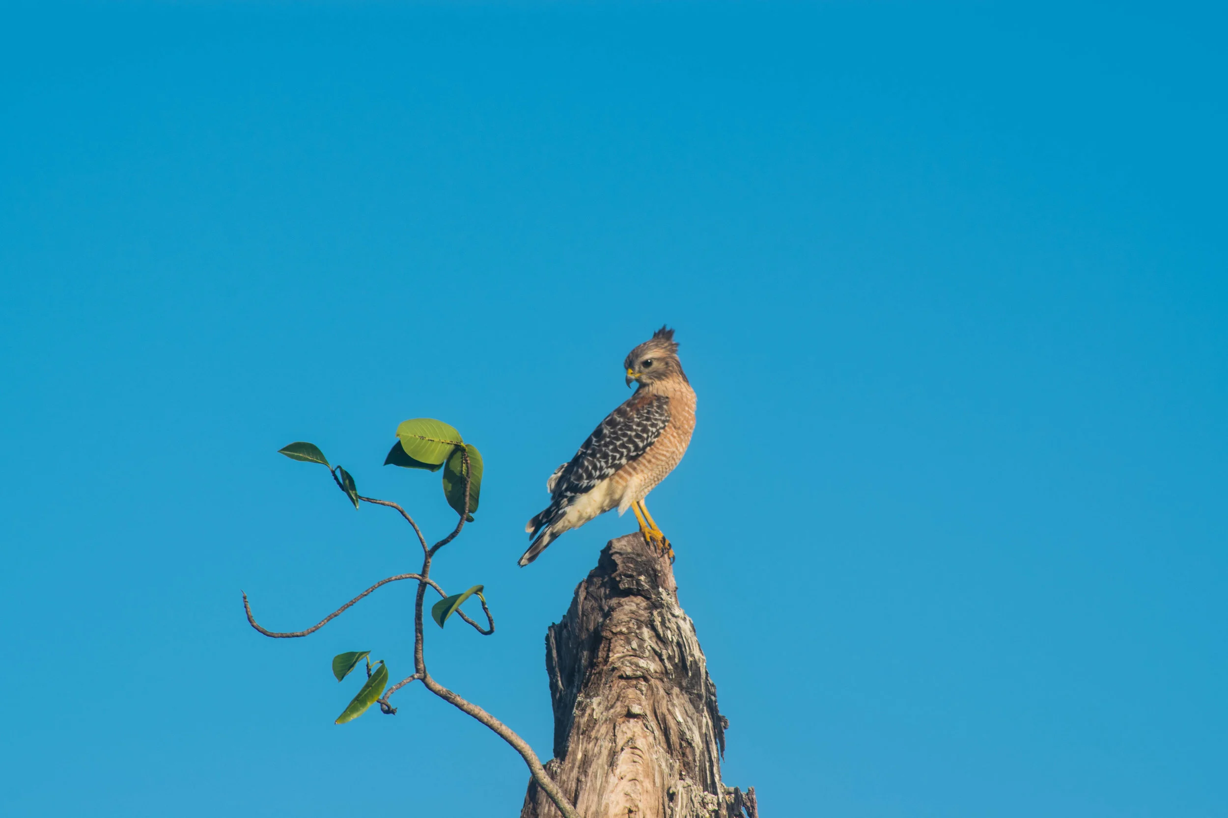 Red-Shouldered Hawk