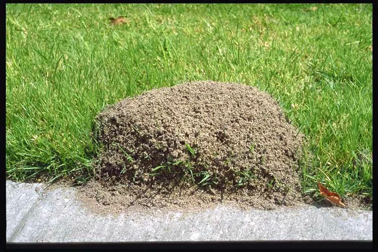 Fire Ants.jpg