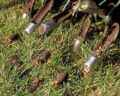 Aerating grass cheap in spring