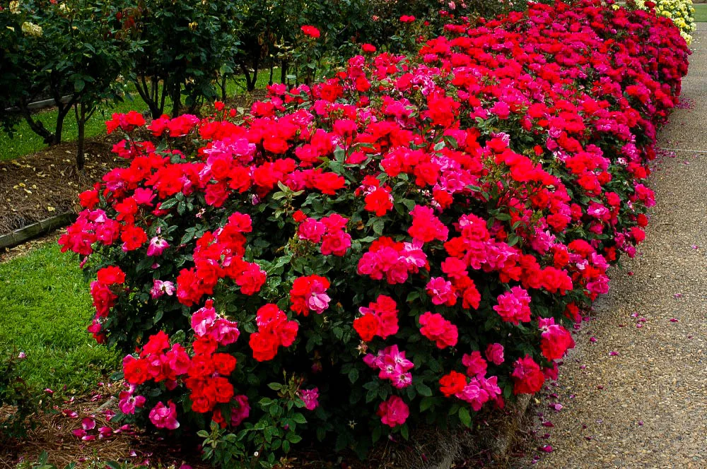 knockout-rose-bush-bloom.jpg