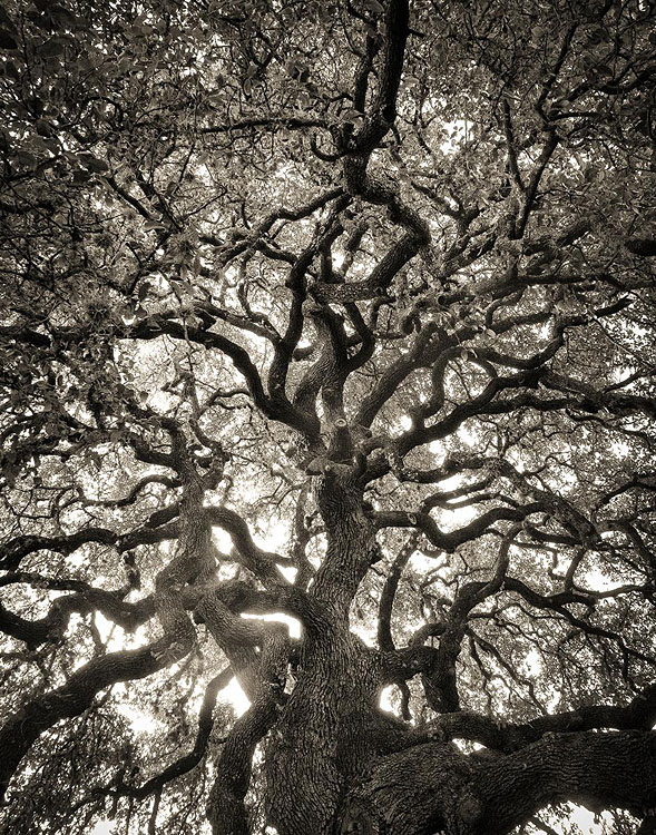 TANGLED SHELTER, Fredericksburg, Texas,  2017