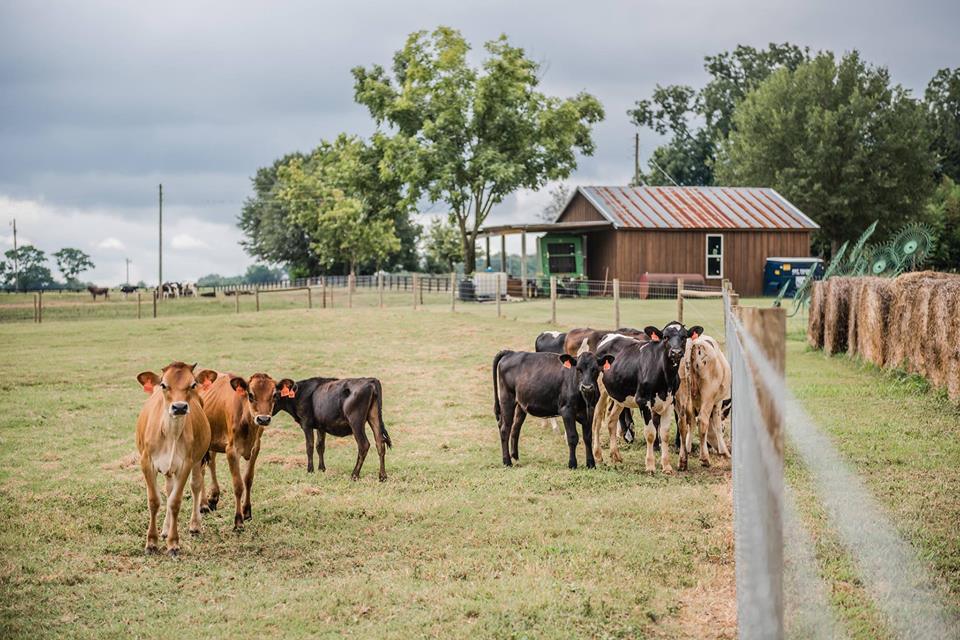 Rock House Creamery And Garden Tour Lake Oconee Life