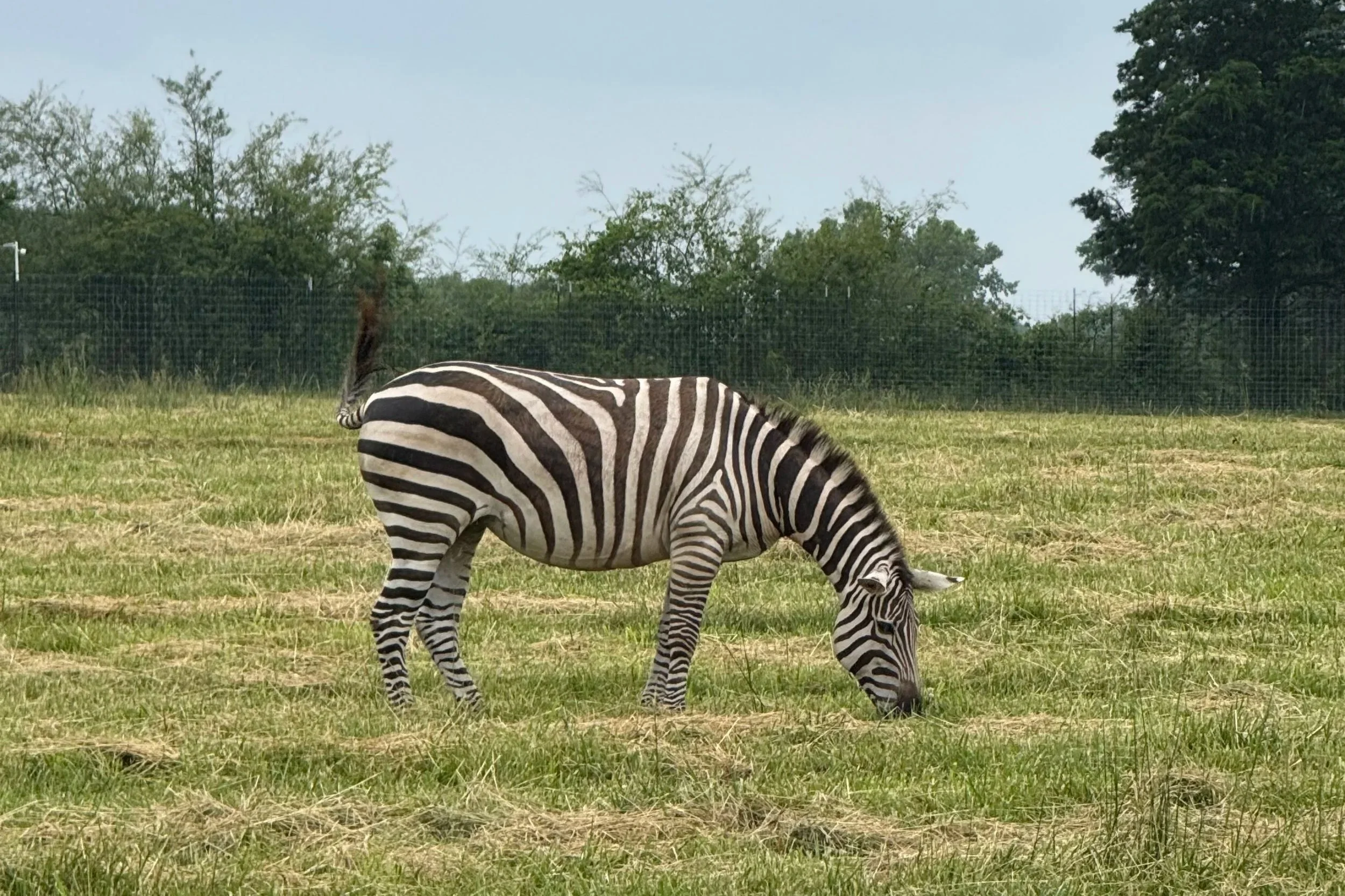 Georgia Safari Conservation Park