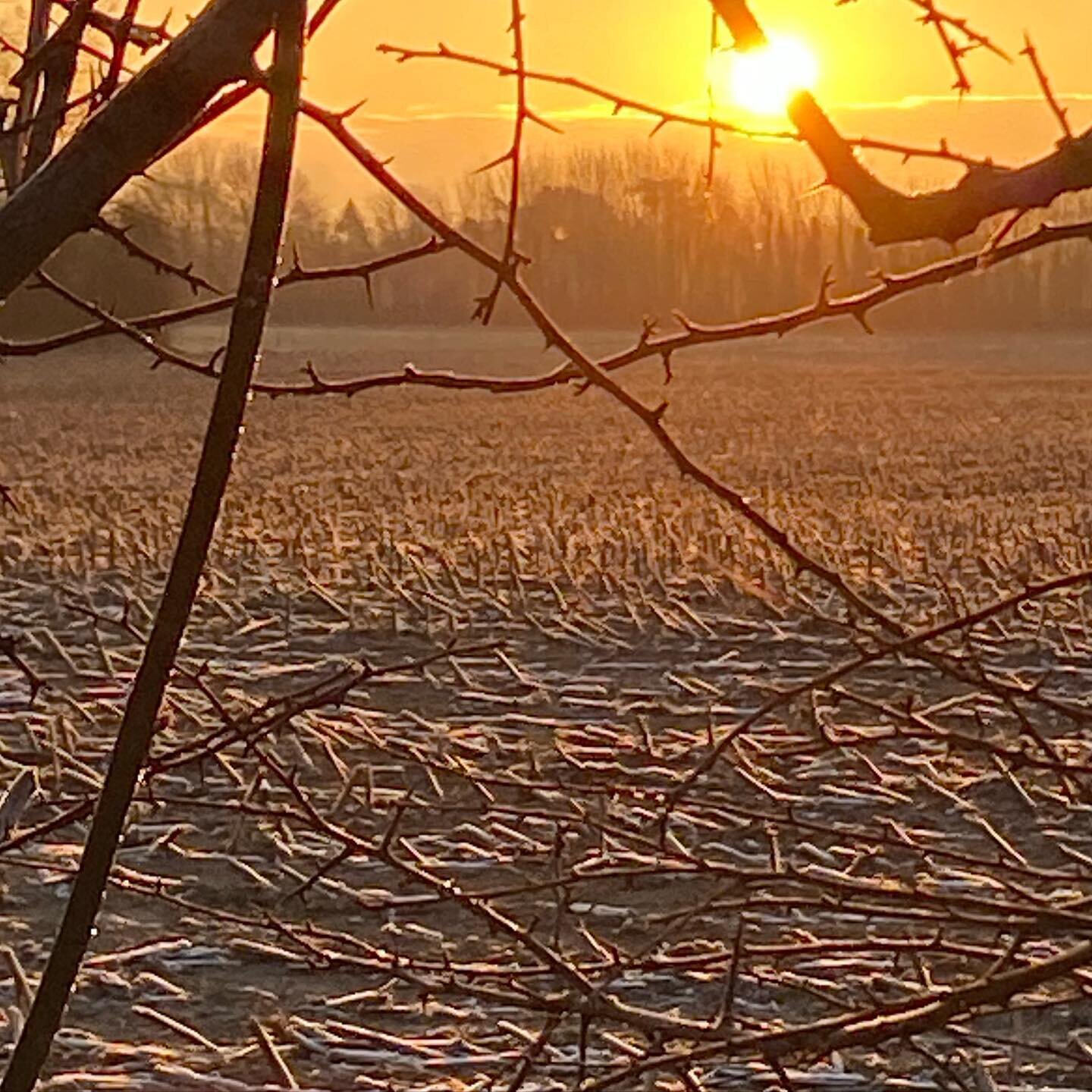 Hard frost this morning.