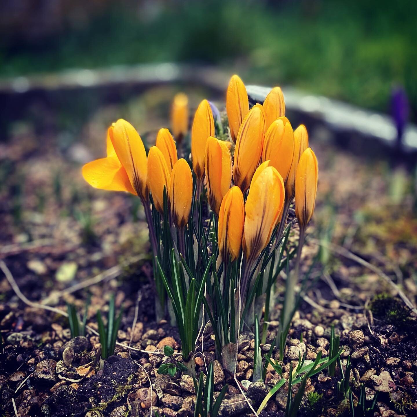 Early signs of Spring on a grave