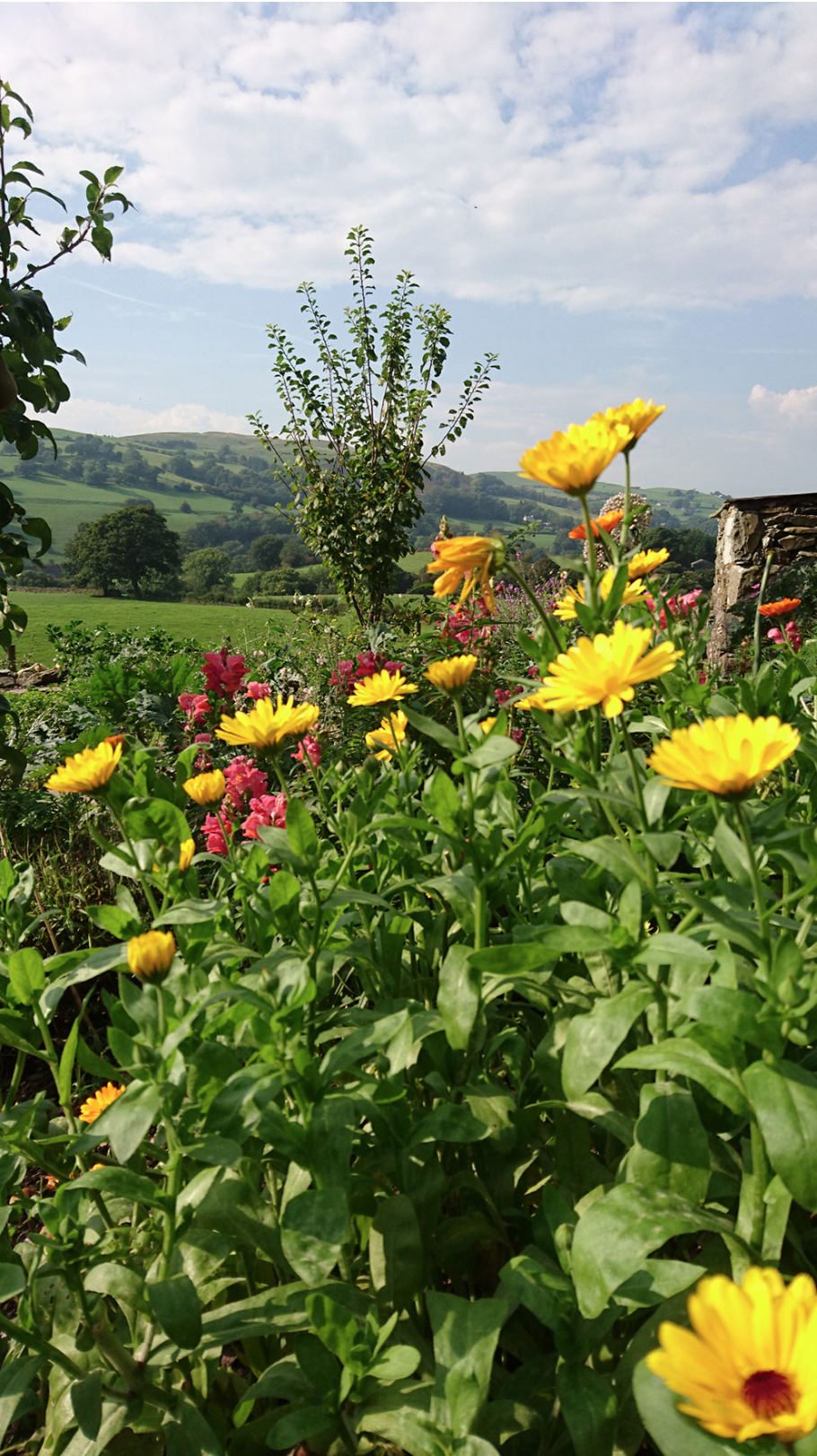 garden flowers