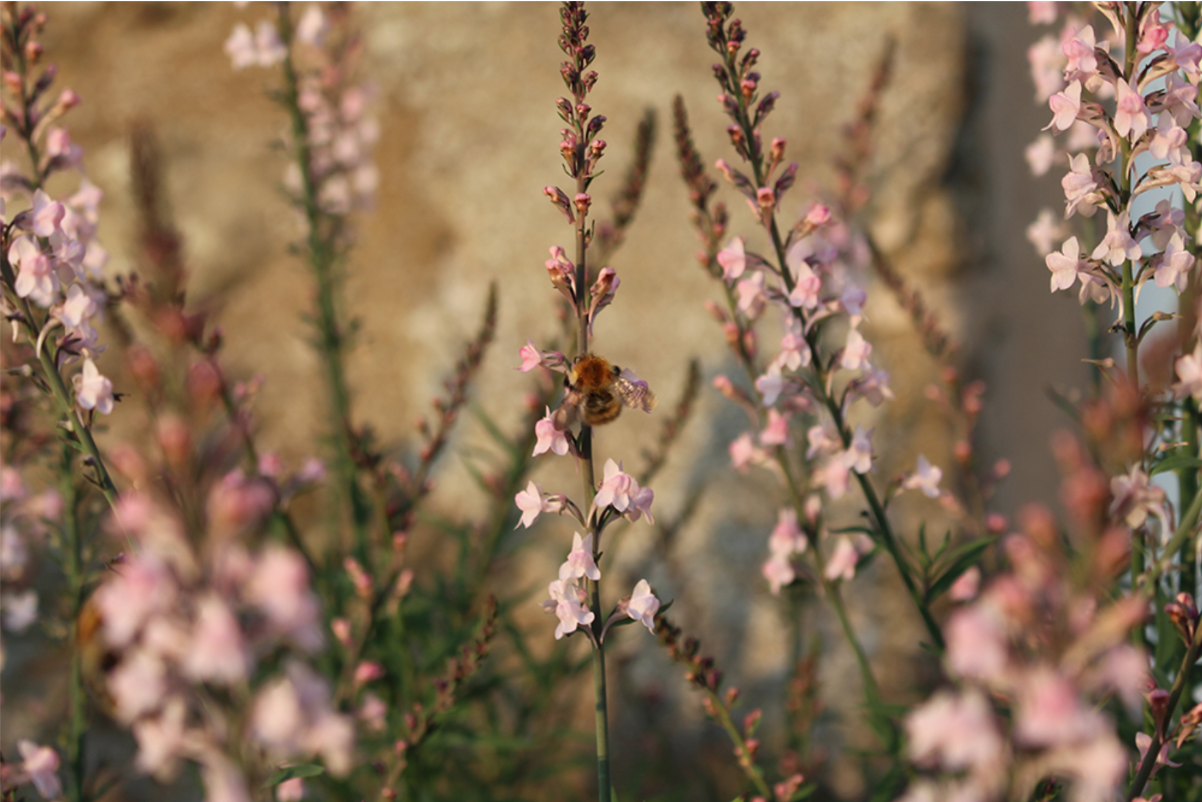 garden blossom