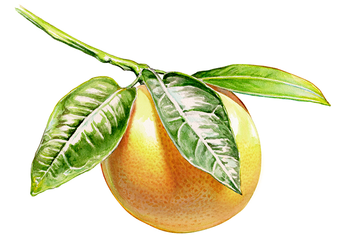 wc-BWgrapefruit!.jpg
