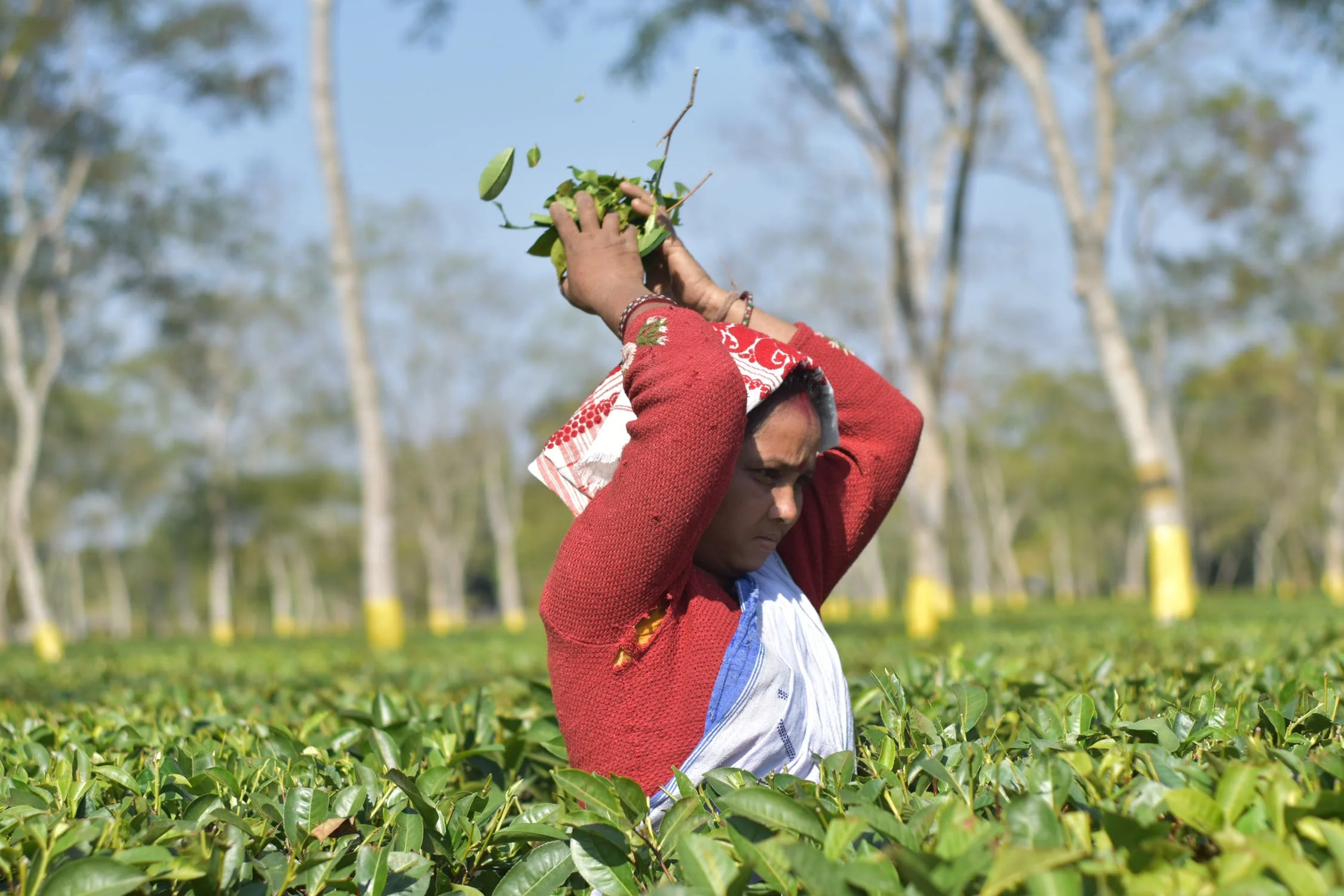 Nearly 2 million people in Assam, a state in northeast India known internationally in part for its tea plantations, have been left off a register of citizens meant to exclude illegal immigrants. Photo by Dwijen Mahanta .