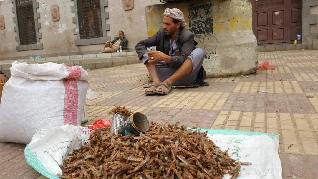 Yemenis debate whether swarm of locusts during famine is halal, a blessing or curse