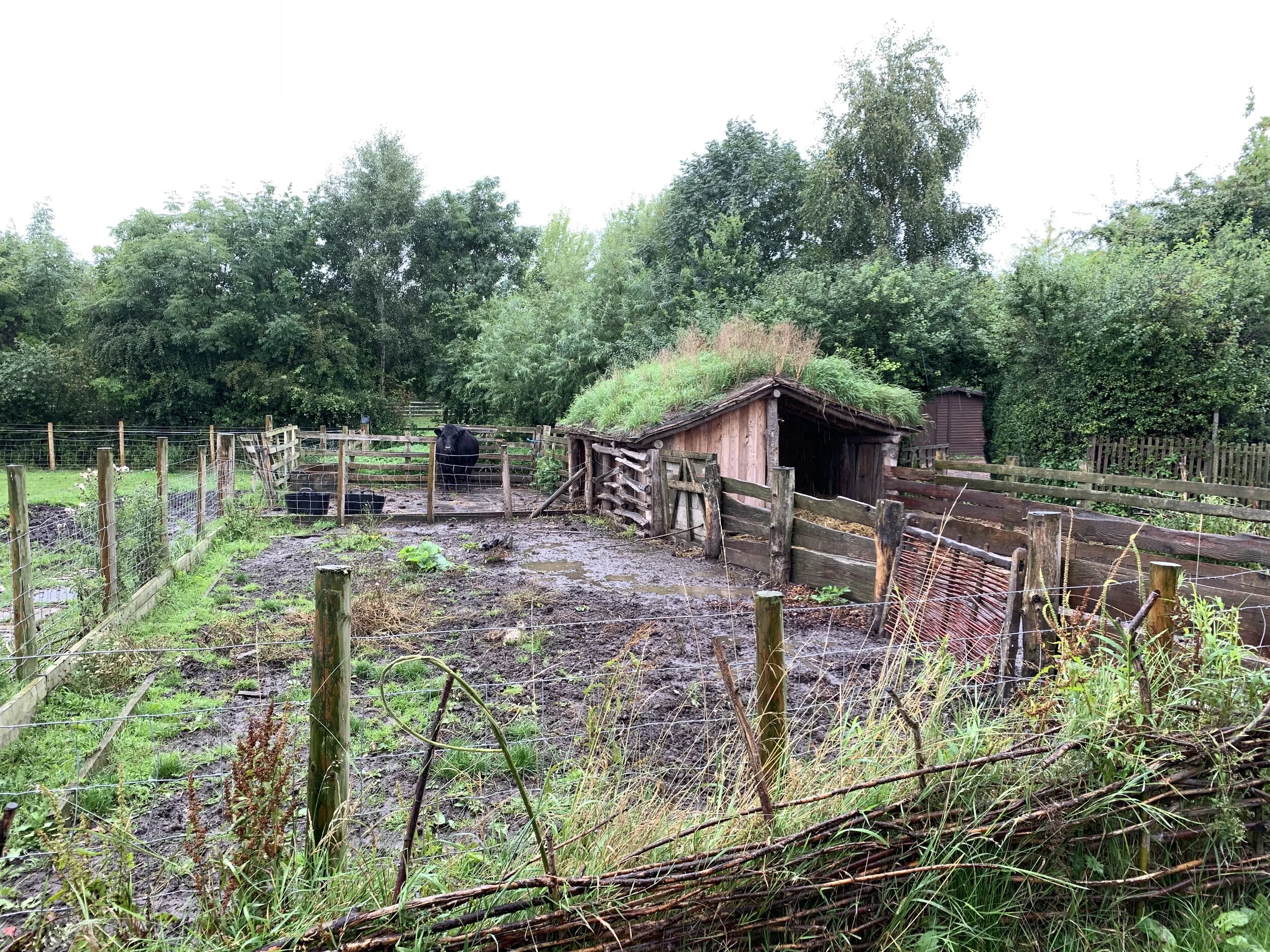 A typical Anglo-Saxon farm maintained at the Bede Museum in Jarrow, England. Photo by Roberta Ahmanson.