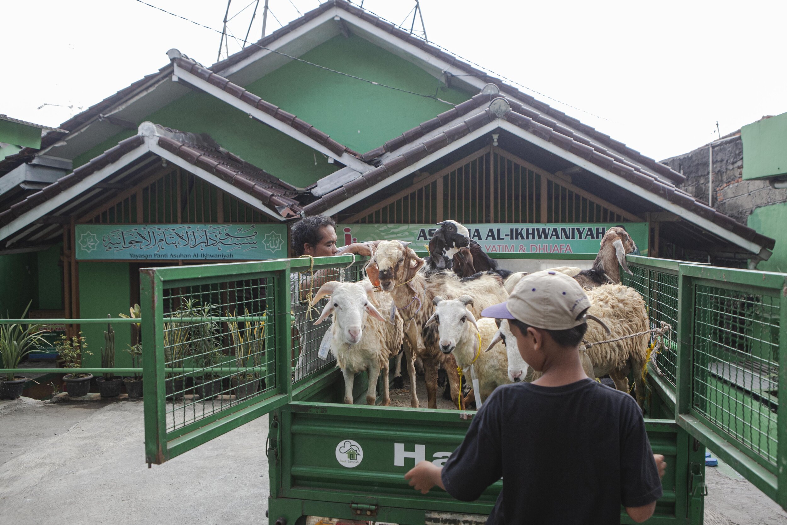  A seller delivers a donation of goats to an orphanage foundation using an open-sided motorized vehicle. Orphans are one of the groups that commonly received sacrificial meat this year as a display of caring for the poor. Photo by Agoes Rudianto. 