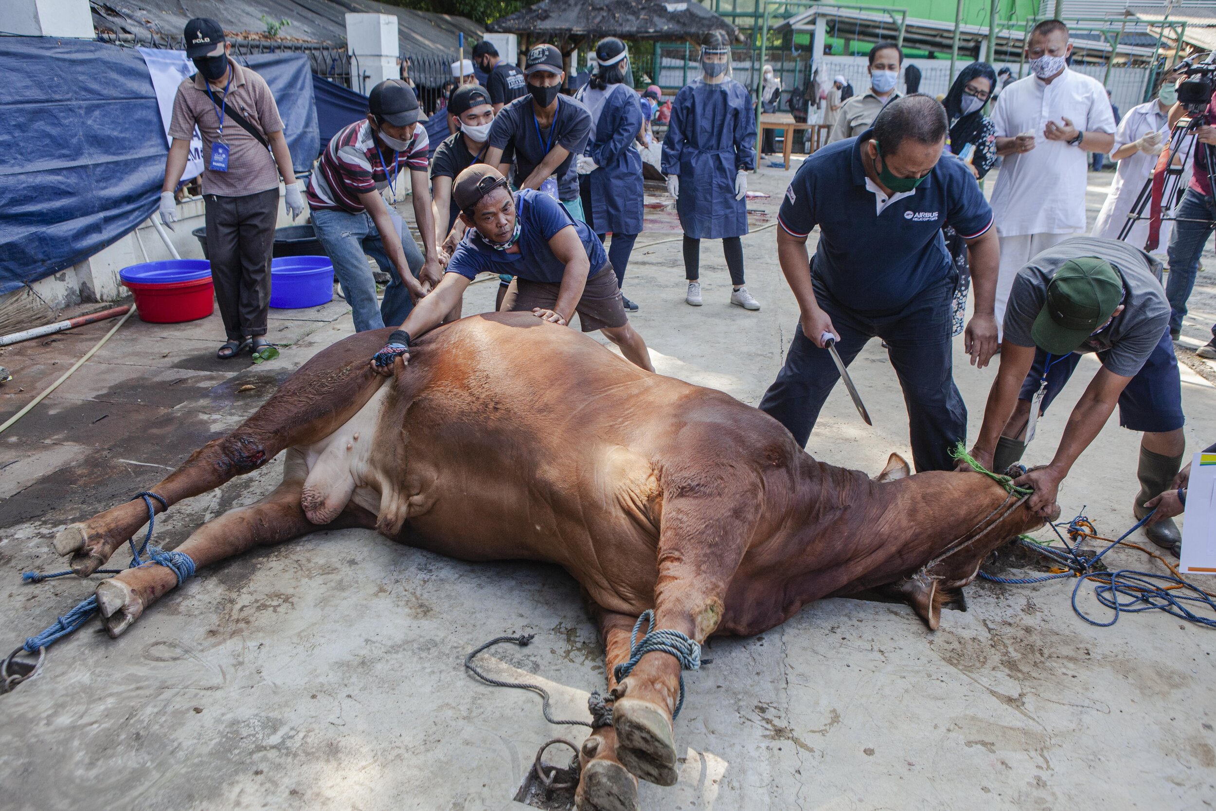  A man uses a sharp knife to slaughter livestock. In accordance with Islamic law, the slaughtering of sacrificial animals is done in a three-line cut (respiratory tracts, food and blood vessels) without lifting the knife. Photo by Agoes Rudianto. 